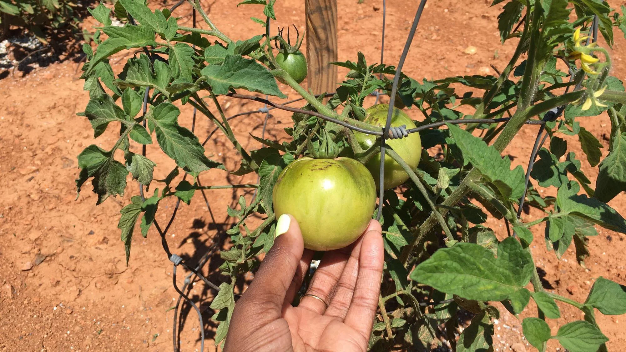 Alabama-Tomatoes.jpg
