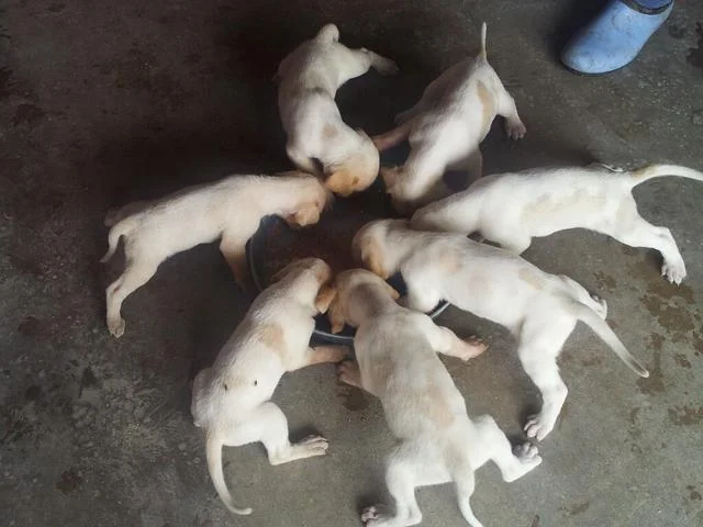 2012_pups_eating.jpg