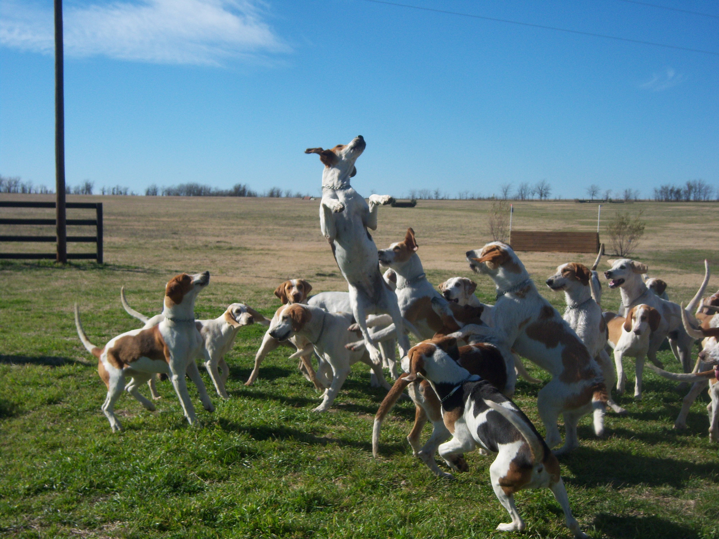 Kennels — Independence Foxhounds