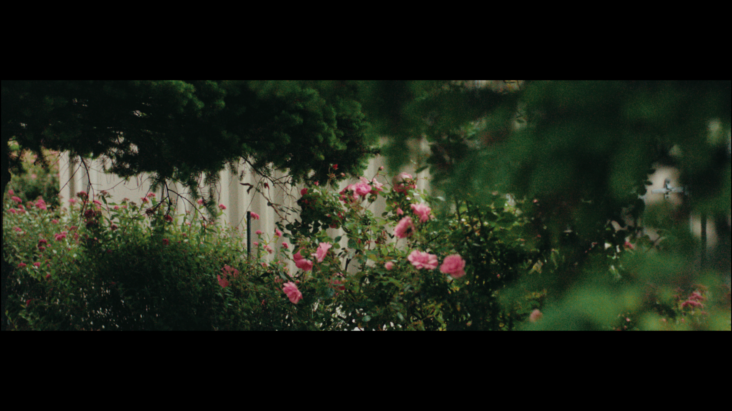 Camera Test ⍜ Panavision Spherical + FilmBox
