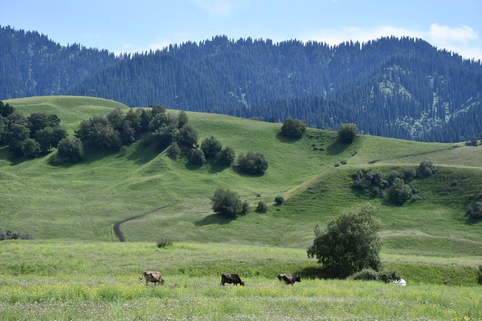 DSC_0625.JPG