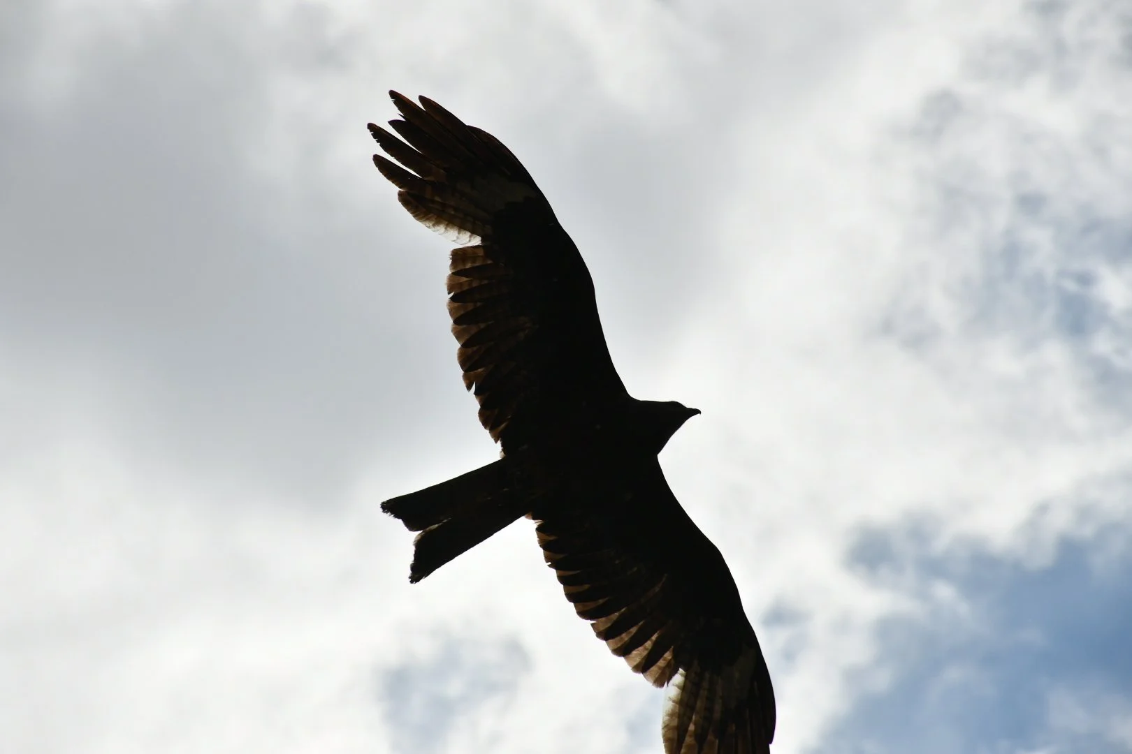 DSC_0995.JPG