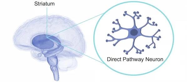 Images are generated by Life Science Databases(LSDB)., Striatum , colour by BrainPost, CC BY-SA 1.0