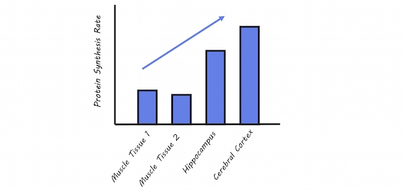 Artistic rendering of Figure 3. Brain and skeletal muscle tissue protein synthesis rates.