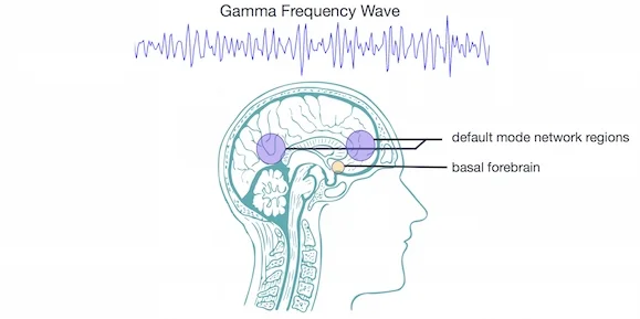  Hugo Gambo, Eeg gamma , image by BrainPost, CC BY-SA 3.0