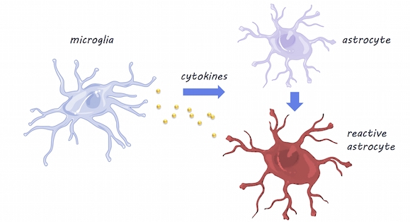  Microglia & Astrocytes, S ervier Medical Art, image by BrainPost, CC BY-SA 3.0