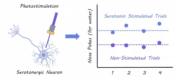 serotonergic_small.jpg