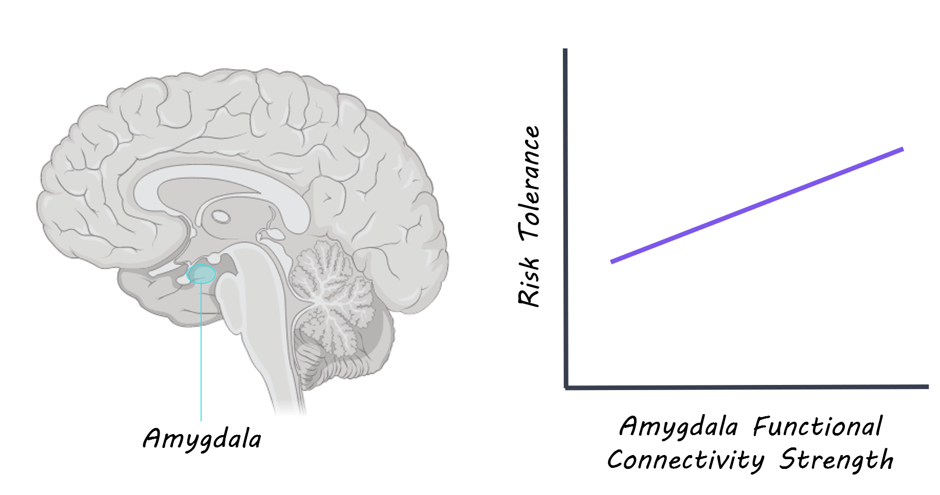 amygdala.png