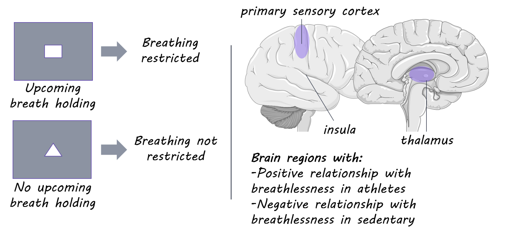  Brain, S ervier Medical Art, image by BrainPost, CC BY-SA 3.0