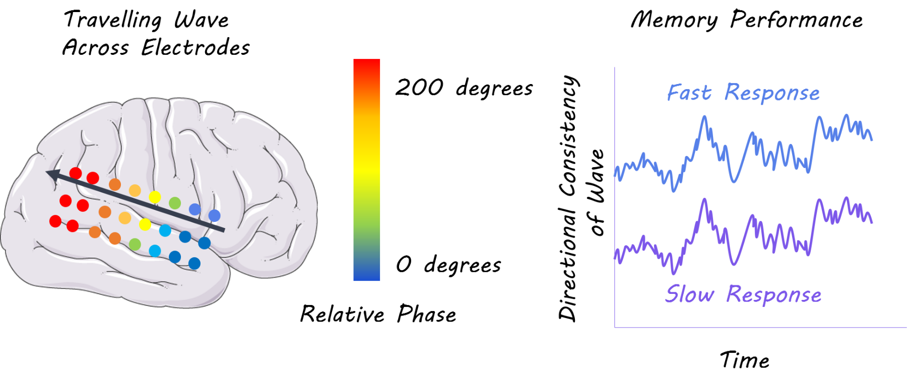  Brain, S ervier Medical Art, image by BrainPost, CC BY-SA 3.0