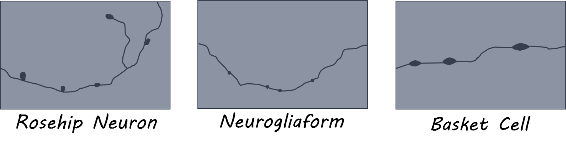 rosehip1800 (1).png