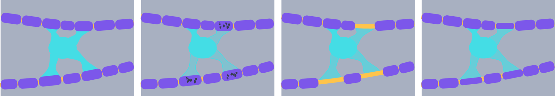 oligodendrocyte (1).png