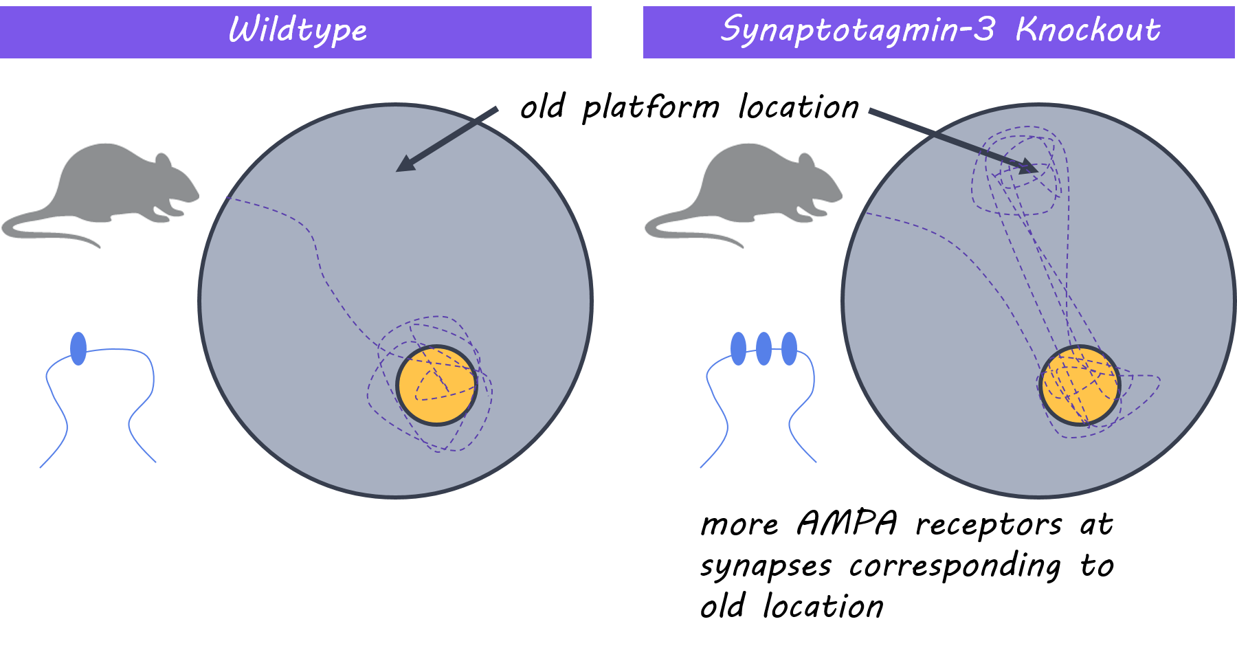 Synaptotagmin-3 is Involved in the Mechanism of Forgetting — BrainPost ...