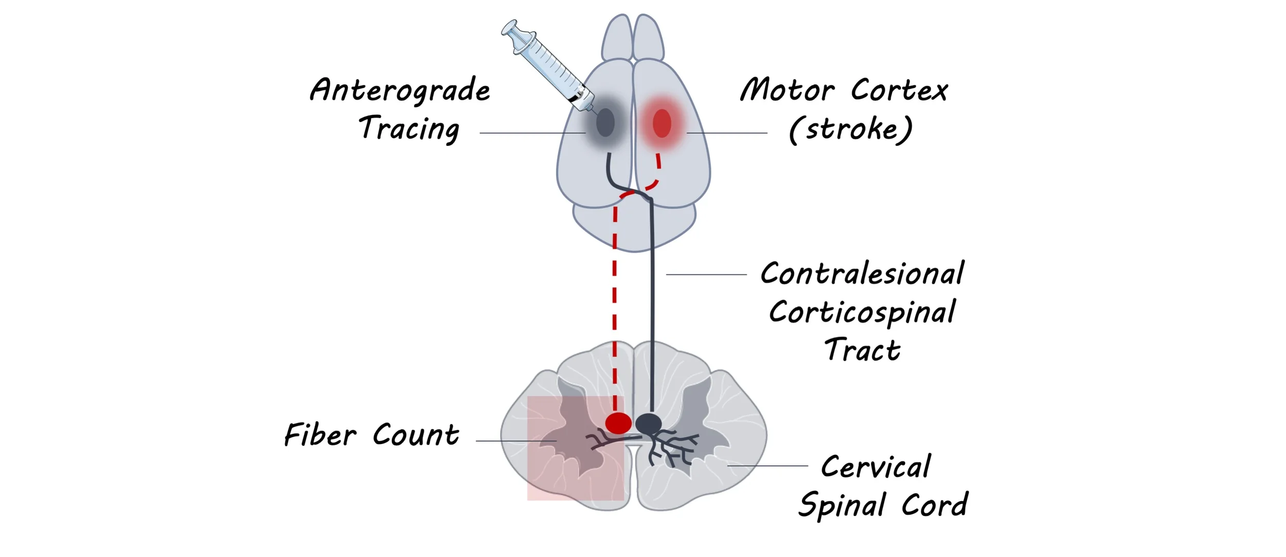 spinal_cord_image.jpg