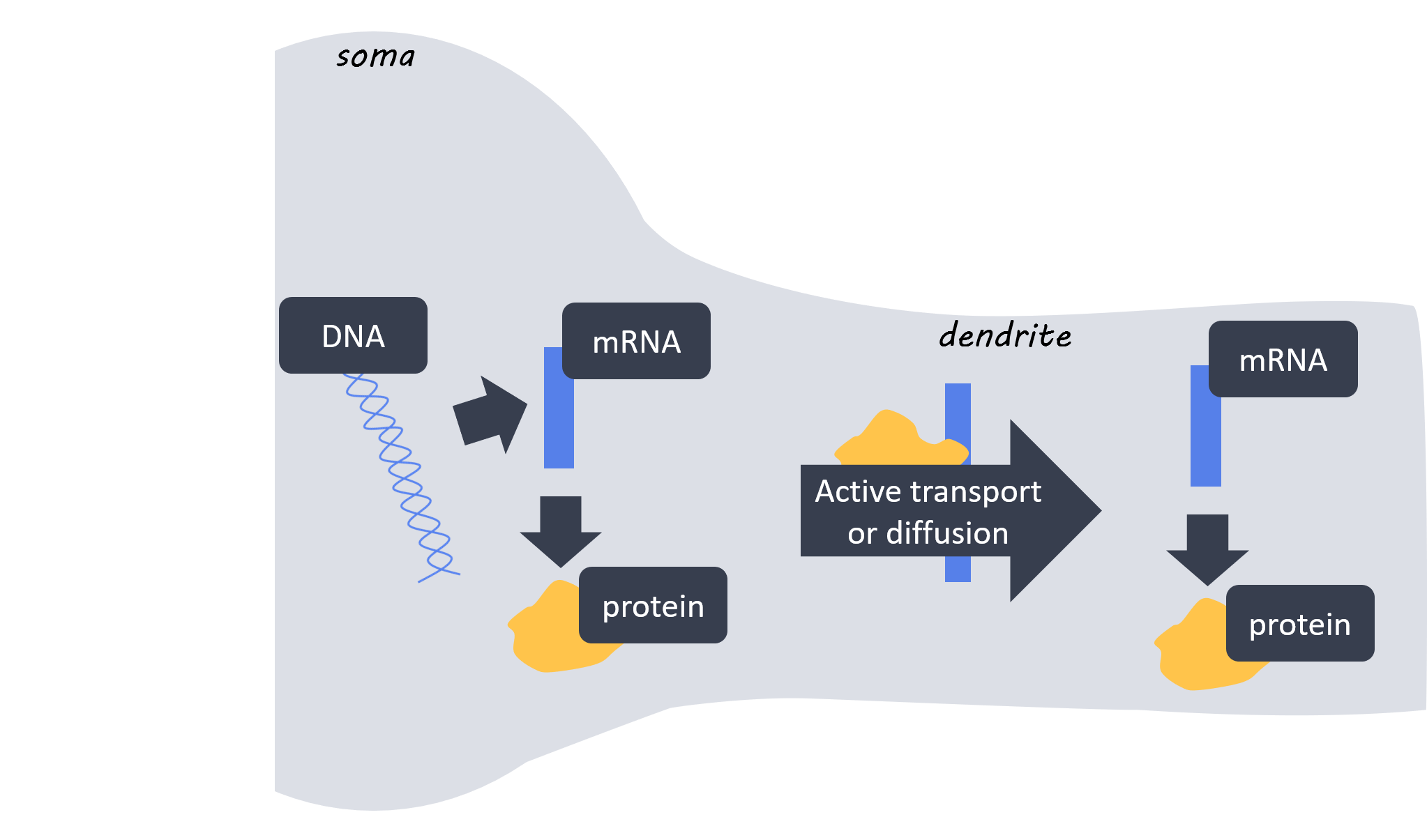mRNA Localization and Protein Synthesis in Neurons — BrainPost Easy