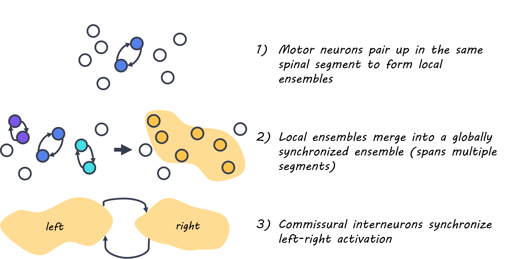 Tracking Neurons During Development To Understand How Neural Circuits Form Brainpost Easy To Read Summaries Of The Latest Neuroscience Publications