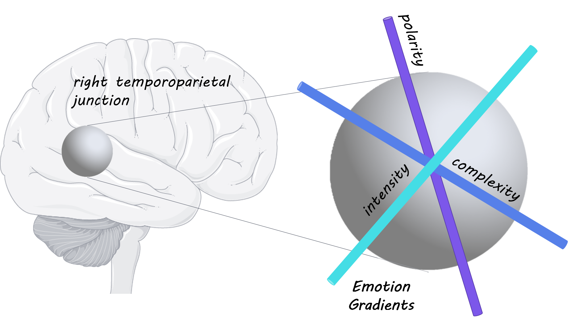 Overlapping Emotion Gradients in the Human Temporo-Parietal Cortex ...