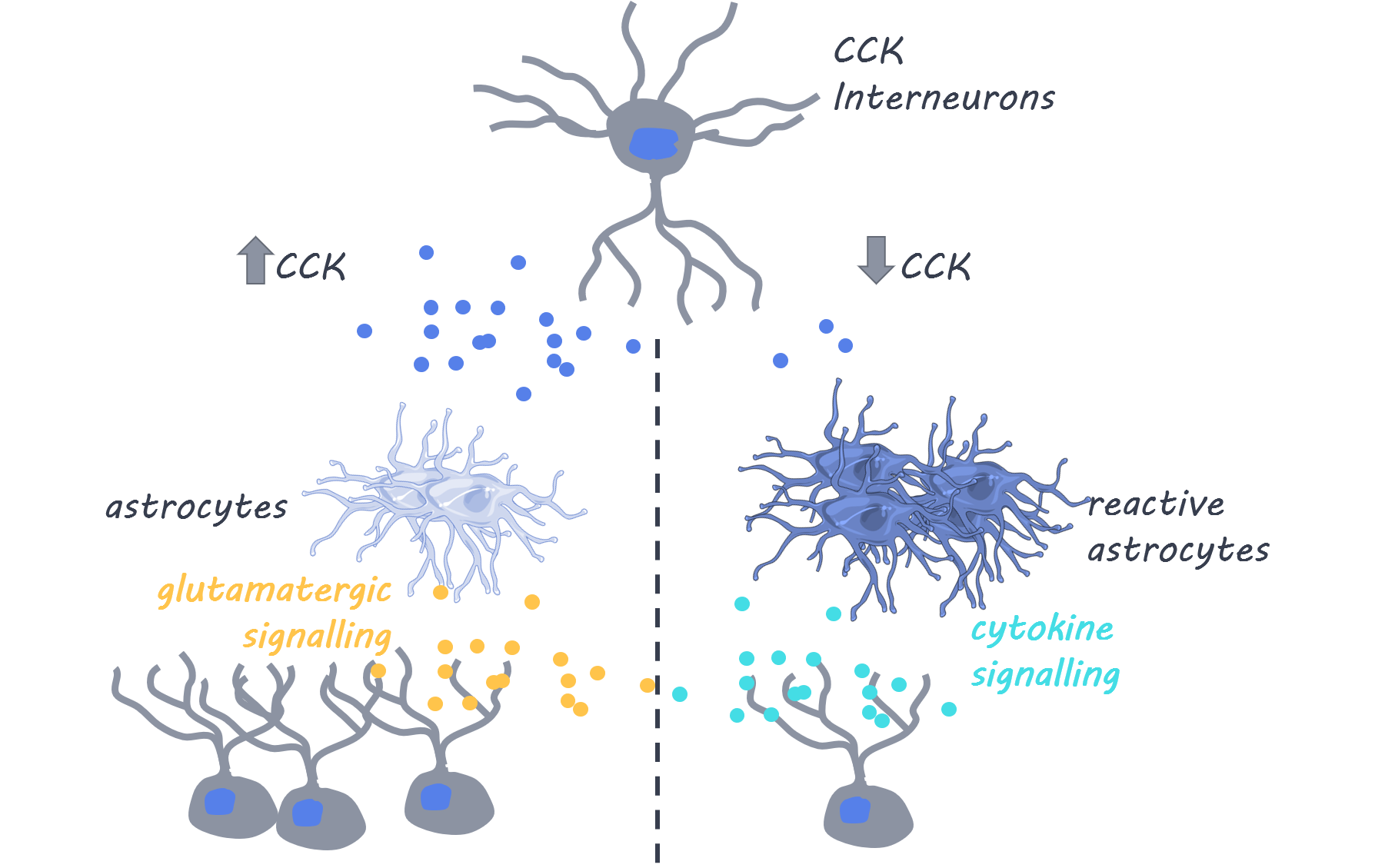 Astrocyte Cells Biology Diagrams