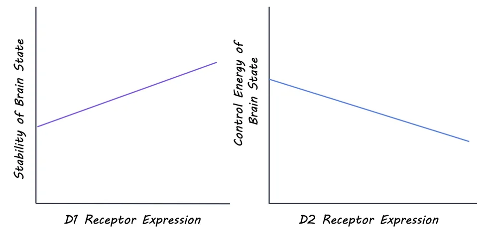 Dopamine and Brain Network Dynamics in Schizophrenia — BrainPost | Easy ...