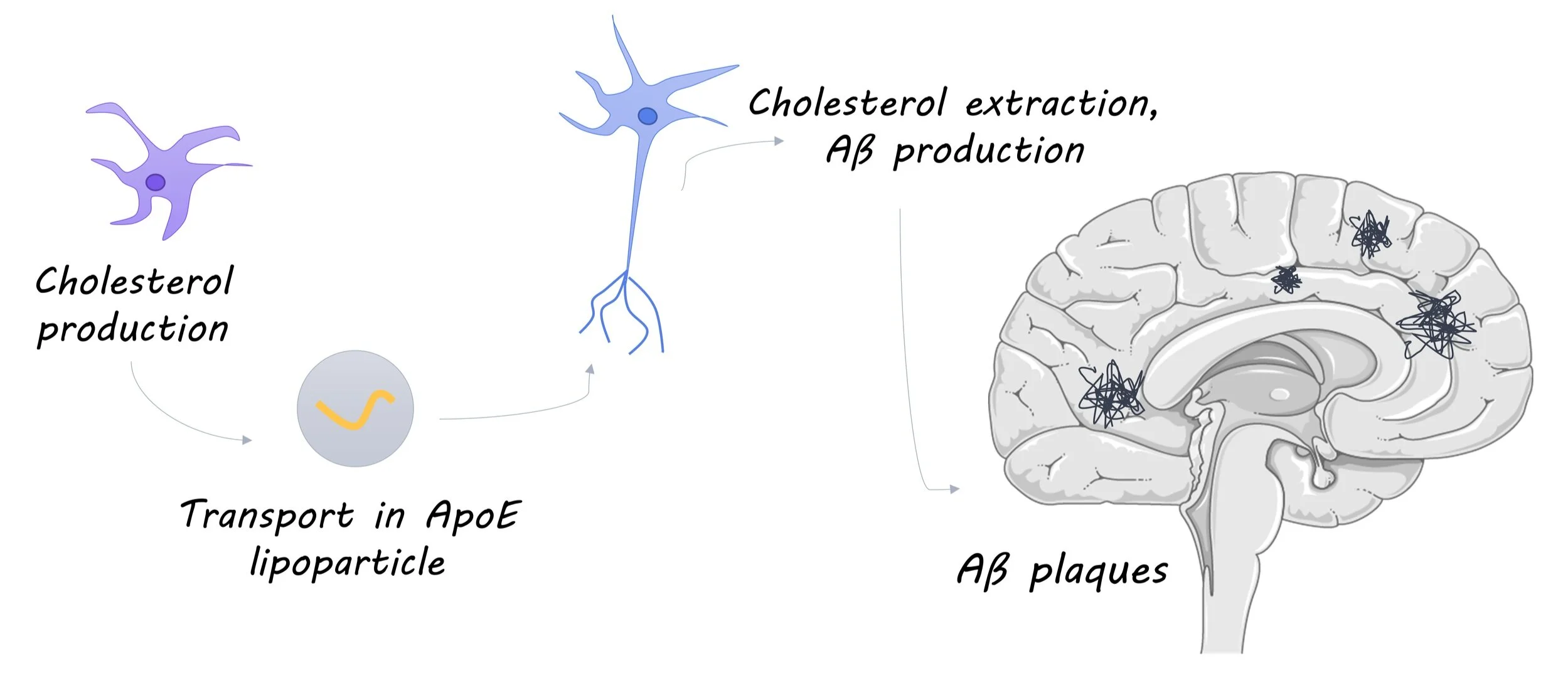 The Role of Astrocyte-Derived Cholesterol in Alzheimer’s Disease ...