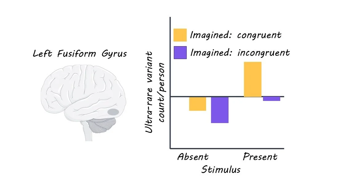 Why Does The Brain Sometimes Mistake Imagination For Reality