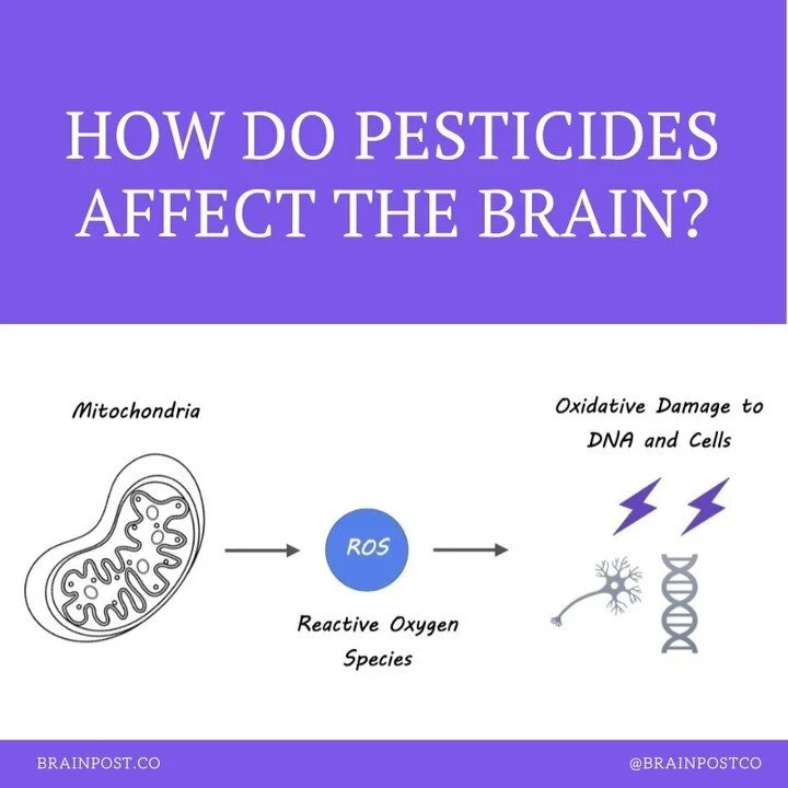 How Do Pesticides Affect the Brain?⁠
⁠
@brainpostco's topic overview by Anastasia Sares⁠
⁠
https://www.brainpost.co/weekly-brainpost/2023/7/18/how-do-pesticides-affect-the-brain