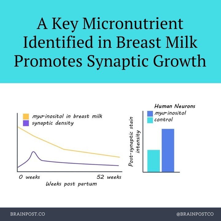 A Key Micronutrient Identified in Breast Milk Promotes Synaptic Growth⁠
⁠
New this week in @PNASNews⁠
⁠
@brainpostco's scientific summary by Lani Cupo⁠
⁠
https://www.brainpost.co/weekly-brainpost/2023/7/18/a-key-micronutrient-identified-in-breast-mil