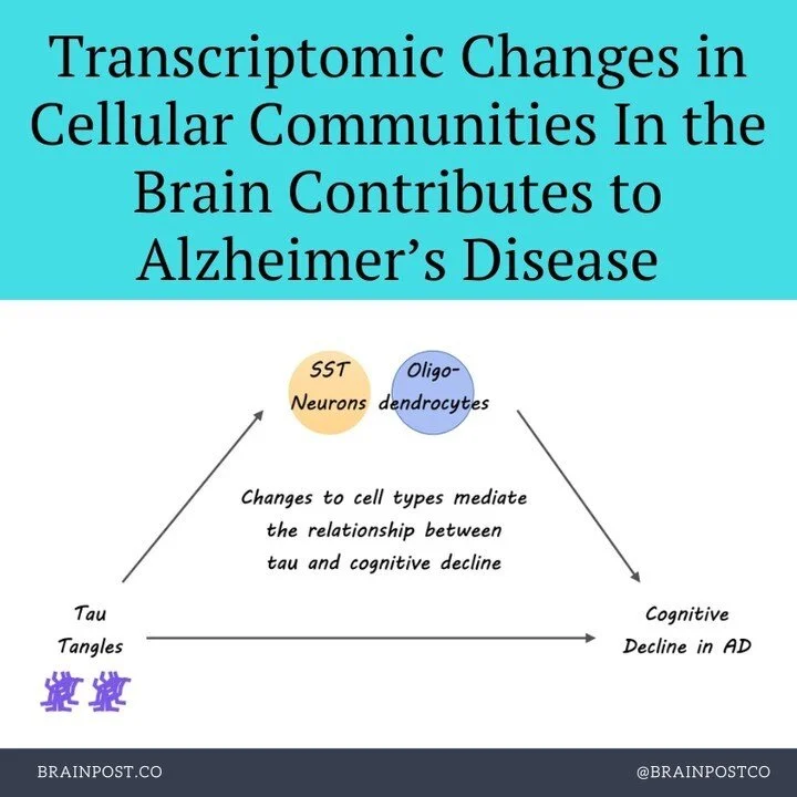 Transcriptomic Changes in Cellular Communities In the Brain Contributes to Alzheimer&rsquo;s Disease⁠
⁠
New this week in @NatureNeuro⁠
⁠
@brainpostco's scientific summary by Soumilee Chaudhuri⁠
⁠
https://www.brainpost.co/weekly-brainpost/2023/7/4/tra