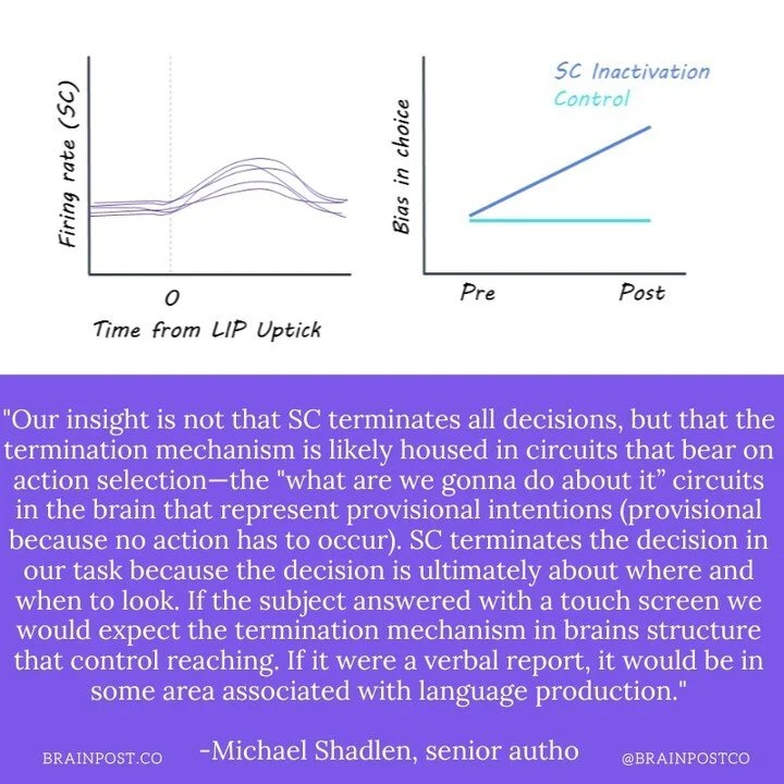 Understanding How Decisions Are Terminated ⁠
⁠
New this week in @NeuroCellPress⁠
⁠
@brainpostco's scientific summary by @kulcheema⁠
⁠
https://www.brainpost.co/weekly-brainpost/2023/7/4/the-superior-colliculus-plays-a-crucial-role-in-terminating-choic