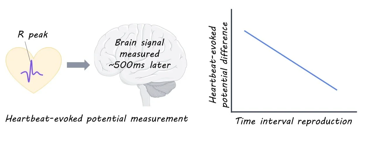 Heart Rhythms and the Perception of Time — BrainPost | Easy-to-read ...