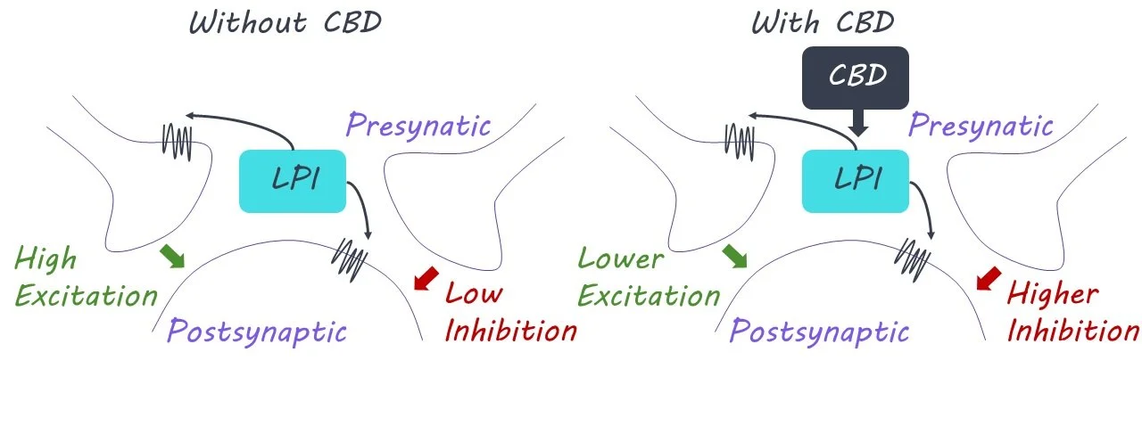 CBD’s Anti-Seizure Mechanism of Action — BrainPost | Easy-to-read ...