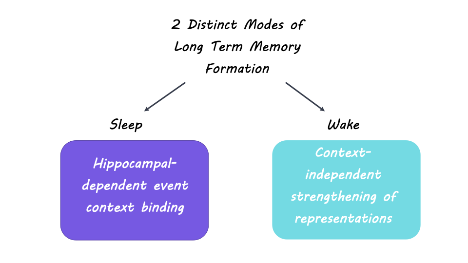 Long-term memory is formed immediately without the need for