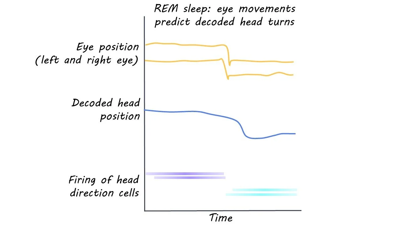 Eye Movements During Sleep May Represent Head Movement in the Virtual ...