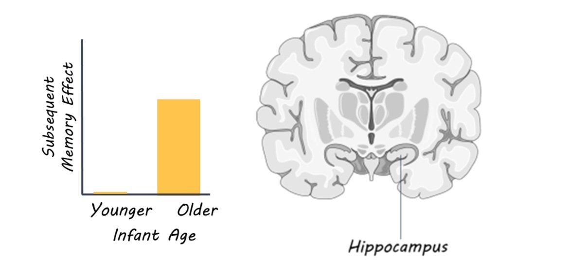Infant Memory Graph At What Age Does Memory Formation Come “Online?” — BrainPost | Easy-to ...