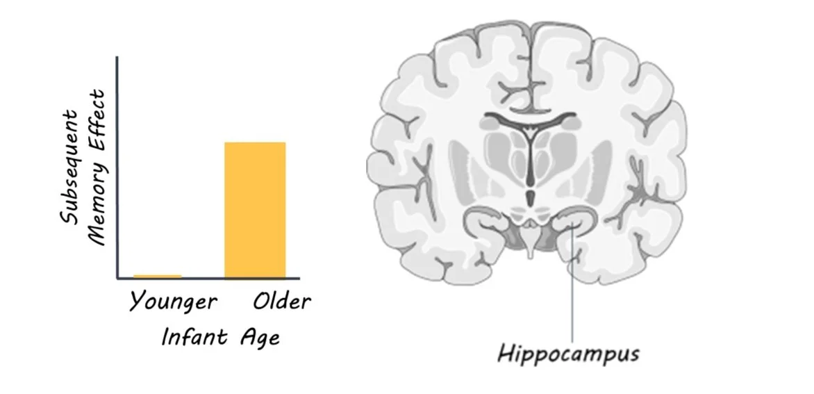 At What Age Does Memory Formation Come “Online?” — BrainPost | Easy-to ...