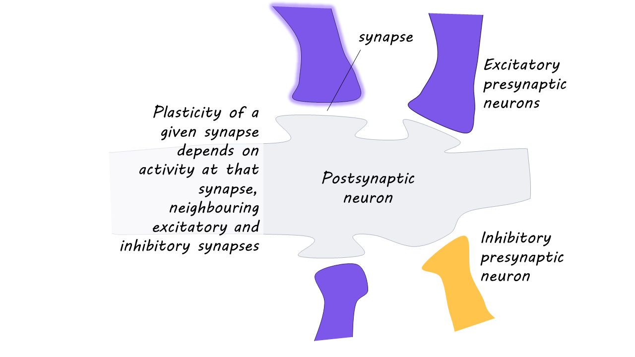 A New Model of Synaptic Plasticity: Neurons Depend on Their Neighbours ...