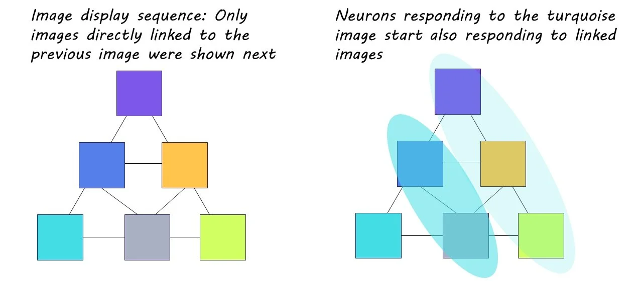 How Neurons in the Human Brain Encode the “When” of Experiences ...