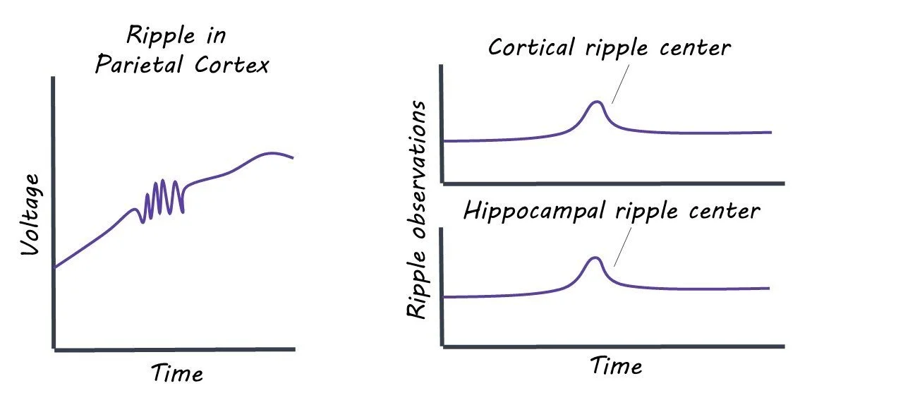 Ripples Facilitate Memory Recall via Widespread Synchronization of ...