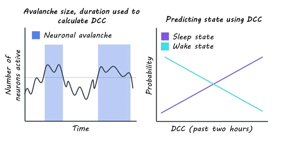 The Purpose of Sleep is to Restore our Brain to an Optimized State ...