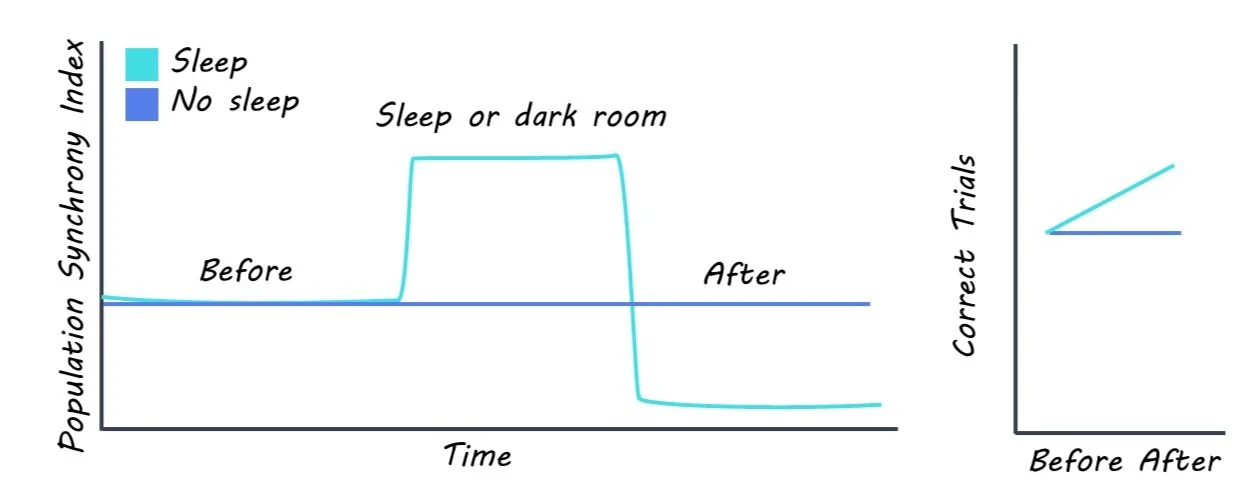 Desynchronization Sleep How Sleep Improves Behavioral Performance — BrainPost | Easy-to-read ...