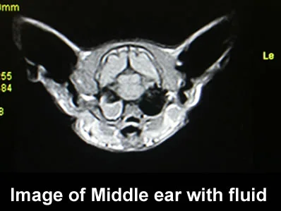 mri2.jpg