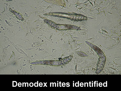 cytology2.jpg
