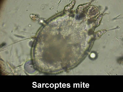 cytology3.jpg