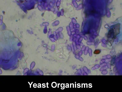 cytology6.jpg