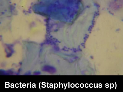 cytology7.jpg