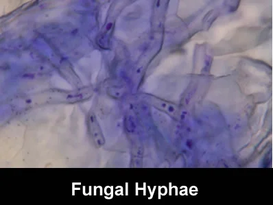 cytology8.jpg