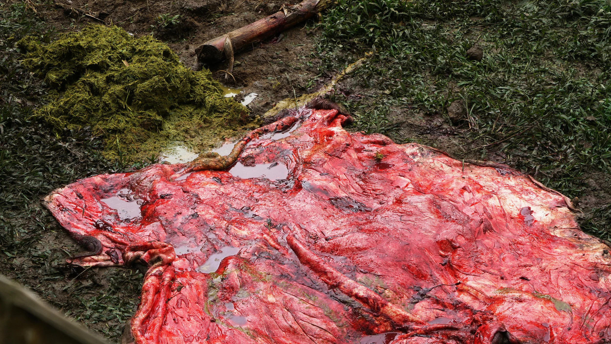 cow blood red_resized.jpg