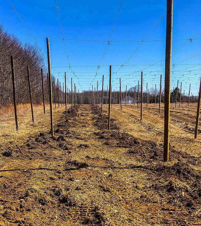 We removed our Willamette plants today !
It was a tough choice, but we felt that Willamette was not growing well enough in our climate/soil. Our number one priority is quality, and we did not believe that it would meet our standards. We will be replacing it with Zatecki Cerveni.. a Czech aroma variety !
#hops #hopfarm #craftbeer #craftbeerlover #agriculture #farming