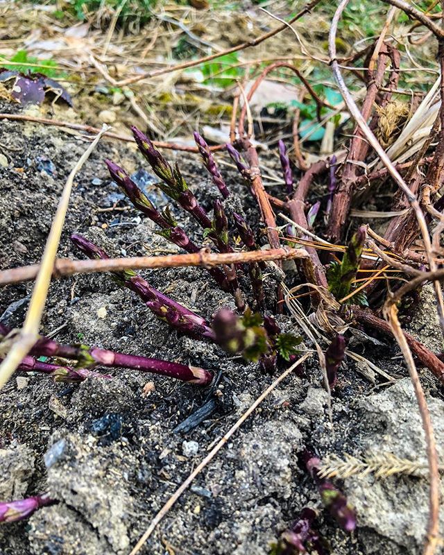 Bull Shoots 🌱
.
.
.
#entrepreneurship #craftbeer #beer #ohiobeer #farming #hops #plants #spring