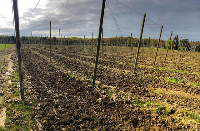 Got the drive rows cultivated this morning the hopyard’s looking pretty ! 👌🏻
.
.
.
#dirtporn #agriculture #entrepreneurship #beer #hopfarm #farming #ohiobeer #craftbeer #cultivator
